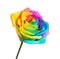 Amazing rainbow rose flower