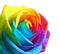 Amazing rainbow rose flower