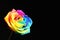 Amazing rainbow rose flower