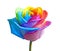 Amazing rainbow rose flower