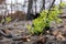 Amazing reborn of nature after devastating wildfire in Dadia forest Evros Greece, green leaves, Parnitha, Evia, Euboea, Canada,