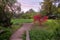 Amazing  red autumn tree -  falling in Japanese garden