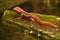 Amazing Red Emperor Newt on a Large Wet Rock