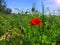 Amazing red poppy flower and green field against blue sky and light clouds. Early summer landscape in sunny day. Horizontal view.
