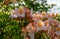 Amazing red Rhododendron bushes -  potted  plants in  large pots in plant nursery