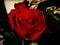 Amazing Red Rose artistic closeup