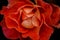 Amazing red rose in winter covered by humidity little drops on a dark background