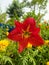 Amazing red star like flower in the yellow flowers and in the green leaves in Punjab Pakistan in spring season