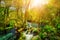 Amazing river with crystal clear water among green woods