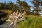 Amazing root ball of driftwood log framed by trees and beach grass in late evening light