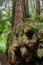 The amazing root system of Redwood trees Sequoia sempervirens