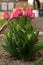 Amazing rose tulips in the flowerbed blooming in spring