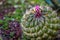Amazing round barrel cactus with pink or magenta flower about to bloom