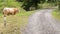 Amazing Rural Landscape with White Brown Ox by Dusty Stone Road