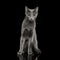 Amazing Russian blue Cat on Black Background