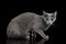 Amazing Russian blue Cat on Black Background