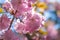Amazing sakura blossom branch on colorful bokeh background