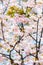 Amazing sakura blossoms in spring