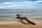 Amazing sand beach landscape, sea horizon with trunk on the shore at sunset.