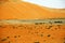 Amazing sand dune formations and camels in Liwa oasis, United Arab Emirates