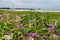 Amazing sandy beach covered with green vegetation and pink flowers