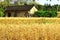 Amazing scenery of golden Wheat farmland with farmhouse