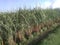 An amazing seasonal rare view of new sugarcane crops