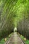 Amazing shady walkway through bamboo woods after rain