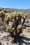 Amazing Sharp Pointy Cholla Cactus in California