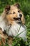 Amazing sheltie in the garden