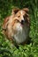 Amazing sheltie in the garden