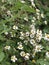 Amazing shoot of white flowers