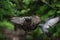 amazing shot of asiatic rock dove pigeon flying