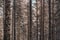 Amazing shot of bare tall fir tree thin trunks in an old-growth forest