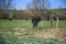 Amazing shot of a black bull browsing in the middle of a green field