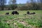 Amazing shot of black cattle browsing in the middle of a green field