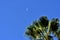 Amazing shot of fan palm tree and the moon