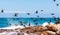 Amazing shot of a flock of birds flying above the blue and clear water and the coastline