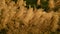 Amazing shot of golden Phragmites on a windy day - perfect for background