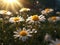 Amazing shot of group of chamomile flowers lit by last bright sun rays of setting sun.