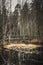 Amazing shot of a wooden bridge crossing a little lake in the forest - perfect for wallpap