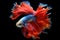 Amazing siamese fish with flower tail and fins. Colorful floral fighting betta fish isolated on black