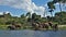 An amazing sight. A large family of African elephants came to the river and drinks water