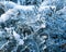 Amazing silver cineraria on a snow background