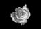 Amazing Silver Rose with Dewdrop Isolated on Black Backdrop