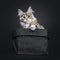 Amazing silver tortie Maine Coon cat on black background