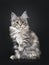 Amazing silver tortie Maine Coon cat on black background