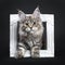 Amazing silver tortie Maine Coon cat on black background