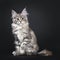 Amazing silver tortie Maine Coon cat on black background