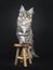 Amazing silver tortie Maine Coon cat on black background